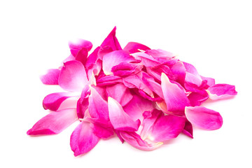 rose isolated on white background