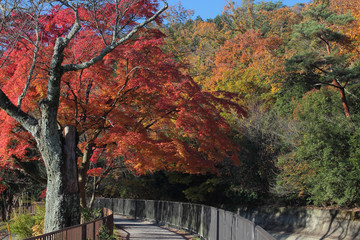 京都　琵琶湖疏水の紅葉