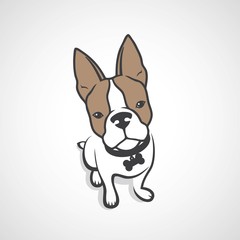 French bulldog 