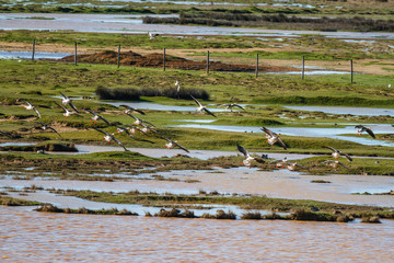 Ánsares Comunes posándose en la laguna. Gansos, Ocas. Anser anser. Reserva Natural de Las Lagunas de Villafáfila, Zamora.