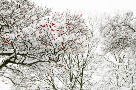 Bäume im Schnee mit orangen Beeren im Fokus