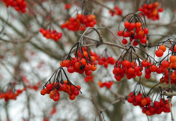 Schöne rote Vogelbeeren