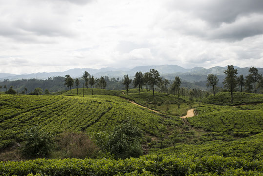 Colinas verdes y plantaciones de te. Ella, Sri Lanka 