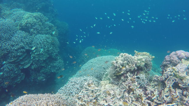 Many reef fish in the tropical sea on a coral reef.tropical underwater world.Diving and snorkeling in the tropical sea.Travel concept,Adventure concept.