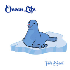 Fur Seal on the ice floe