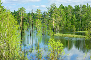 Obraz premium Spring landscape with the waterlogged wood after thawing of snow