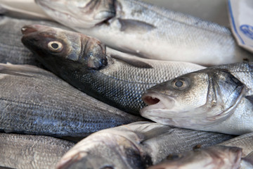 Fresh Fishes