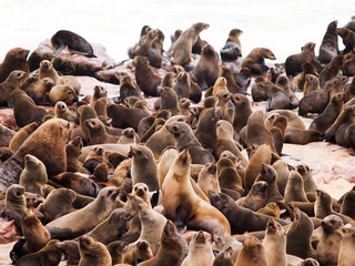 Brown Fur Seal colony at Cape Cross