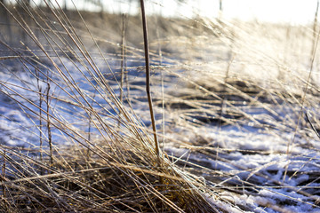 dry grass in the snow frost forest against the sun