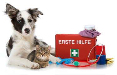 Erste Hilfe für Hund und Katze