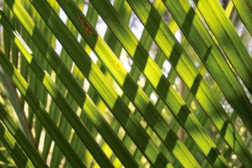 Sun shines through lush green fern New Zealand © tomoconnor