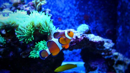 Fototapeta na wymiar Ocellaris Clownfish (Amphiprion ocellaris) 