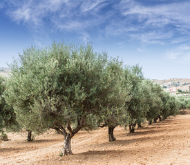 Olive trees garden.