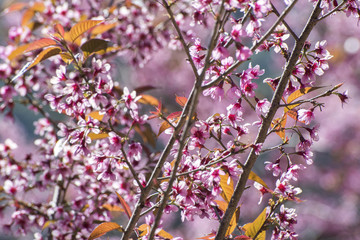pink cherry blossom-sakura flower blooming in Thailand