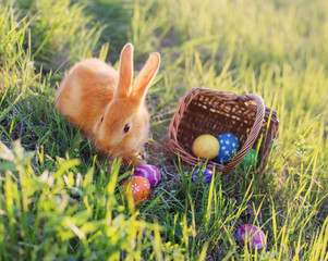 rabbit with Easter eggs in basket outdoor