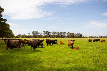 Cows In A Field