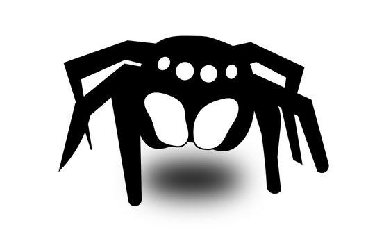 spider saltigrade jumper