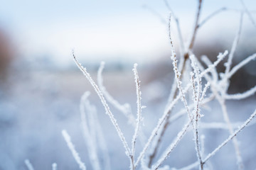 Hoarfrost on the winter bushes. Macro image with small depth of field