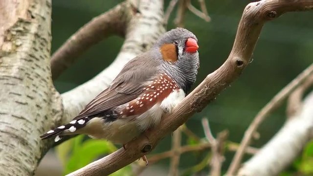 Zebra finch exotic bird (Taeniopygia guttata) sit on a tree branch. Zebra finches inhabit a wide range of grasslands and forests, usually close to water.