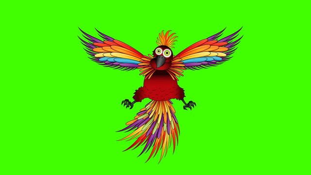 flying parrot animation