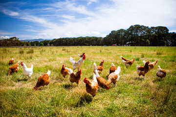 Chickens In A Field - obrazy, fototapety, plakaty