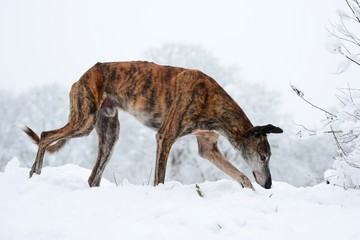 Galgo Espanol im Schnee