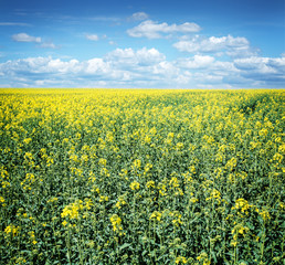 Field of rape seed plants and blue sky on the background.