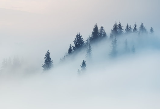 Carpathian Mountains. The tops of trees sticking out of the fog. © naumenkophoto