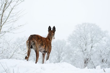 Galgo Espanol im Schnee