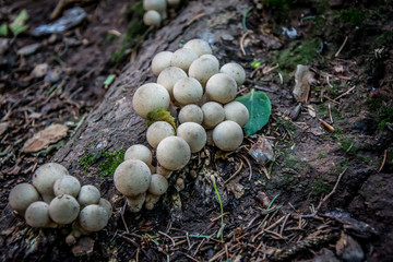 Many mushroom on a tree in the forest