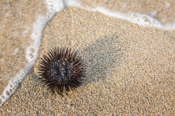 Urchin  at the coast line.