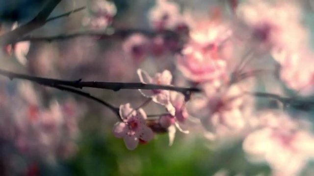 Round closeup panoramic scene of blooming pink cherry branch at sunset hours. Silky nature view of Japanese Sakura. Shallow dof. Slow motion full HD footage 1920x1080
