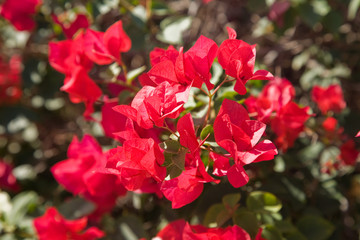 Red flowers.