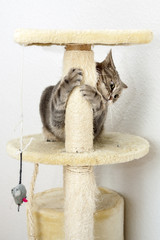 Cat playing on a cat tree - 100626143
