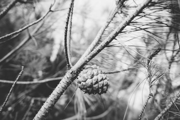 Black and white close up on a pine cone on a branch of a pine gr