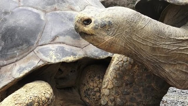 Two Galapagos tortoise (Chelonoidis nigra). A full-grown Galapagos tortoise can weigh 260kg and It can live more than 150 years.