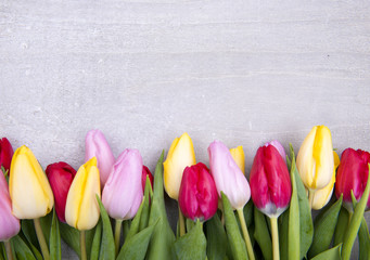beautiful fresh tulips