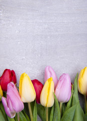 beautiful fresh tulips