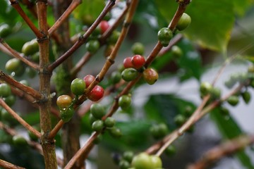 Coffee bush branches with green and red berries after the rain.