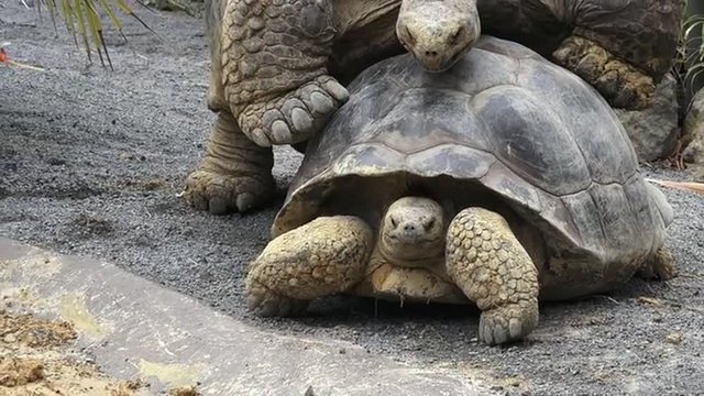 Two Galapagos tortoise (Chelonoidis nigra) mating. A full-grown Galapagos tortoise can weigh 260kg and It can live more than 150 years.