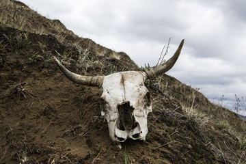 The skull of a bull.  