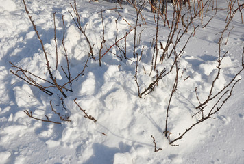 Currant bush covered with snow to insulate bush in frosty winter