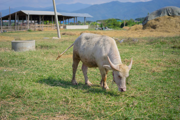 Albino  Thai Buffallo