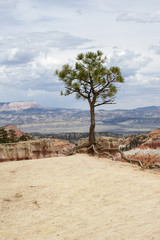 Tree in Bryce Canyon National Park.