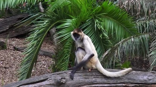 Spider monkey (Ateles geoffroyi) sit on a tree log. It live in tropical forests of Central and South America, from southern Mexico to Brazil. Spider monkey is endangered animal