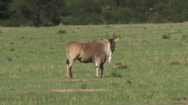 Eland grazing on plain, flapping ears waving tail and shaking head to chase away flies