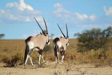 antylopa Gemsbok na pustyni Kalahari © andrzej_67