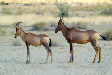 bawolec rudy (Alcelaphus caama), kama na Pustyni Kalahari © andrzej_67