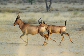 bawolec rudy (Alcelaphus caama), kama na Pustyni Kalahari
