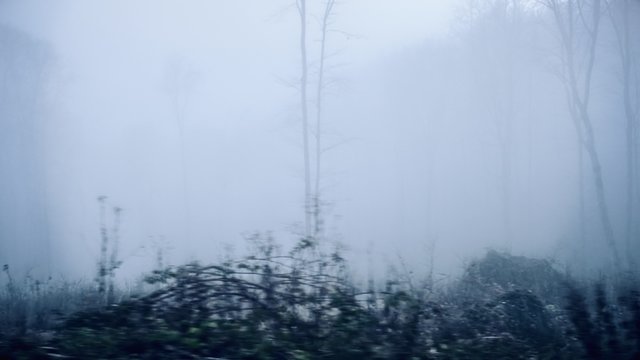 Driving through the misty woods.